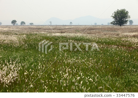 京畿道華城市Wooshin-do腰帶 京畿道華城市Wooshin-do腰帶 33447576