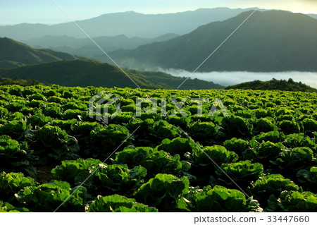 Highland, Wangsan-myeon, Gangneung, Gangwon-do 33447660