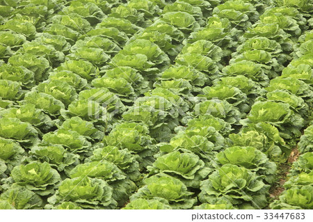 Highland, Wangsan-myeon, Gangneung, Gangwon-do 33447683