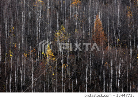 樺樹，旌州郡，江原道 33447733