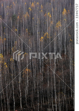 Birch, Jeongseon-gun, Gangwon-do 33447737