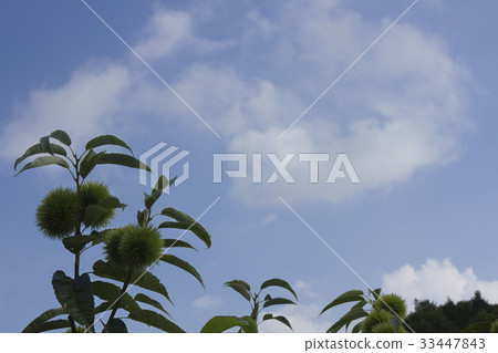 Chestnut Chestnut 33447843