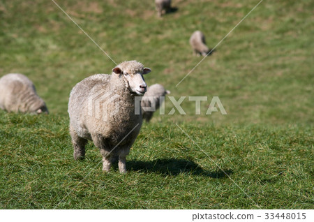 Sheep Ranch, Daegwallyeong, Pyeongchang-gun, Gangwon-do Sheep Ranch, Daegwallyeong, Pyeongchang-gun, Gangwon-do 33448015