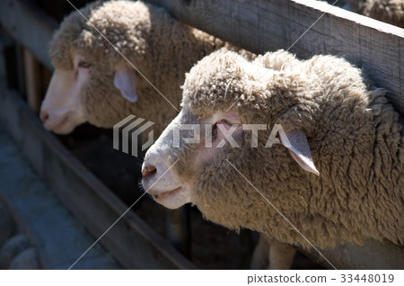 Sheep Ranch, Daegwallyeong, Pyeongchang-gun, Gangwon-do Sheep Ranch, Daegwallyeong, Pyeongchang-gun, Gangwon-do 33448019
