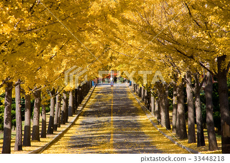 Ginkgo trees, roadside trees 33448218