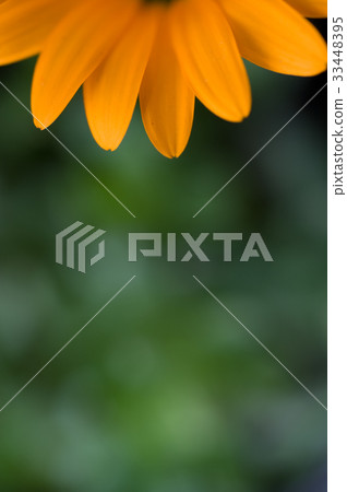 petal petal 33448395