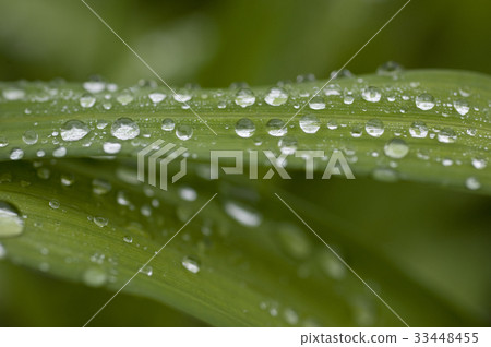 Dew, grass leaf 33448455