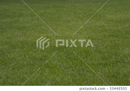 grass grass 33448503