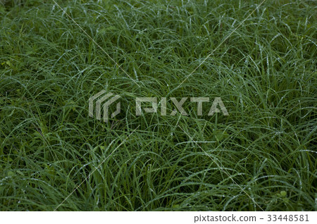 露,草葉 露,草葉 33448581