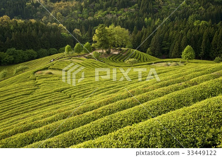 綠茶場，寶城郡，全南 33449122