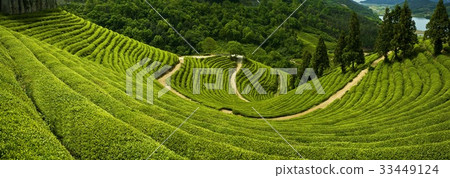 綠茶場，寶城郡，全南 33449124