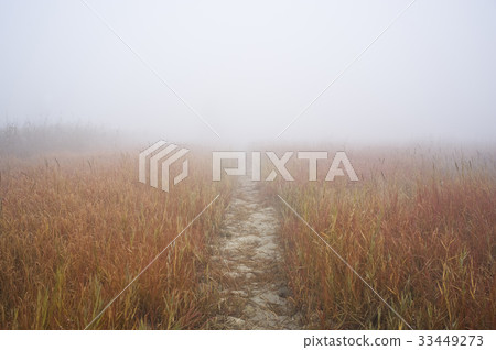 仁川南洞區索拉濕地生態公園 33449273