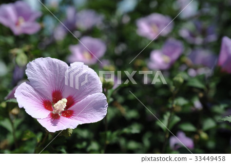Rose of Sharon 33449458