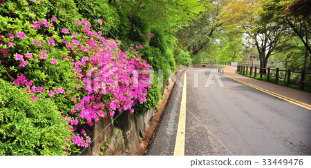 Namsan, Jung-gu, Seoul 33449476