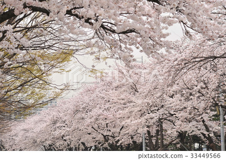 Cherry blossom, Yeouido, Yeongdeungpo-gu, Seoul 33449566