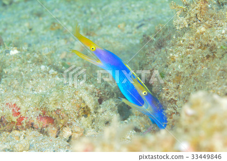 對豆芽 對豆芽 33449846