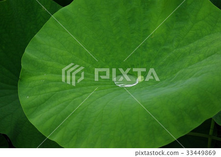 A lotus leaf A lotus leaf 33449869