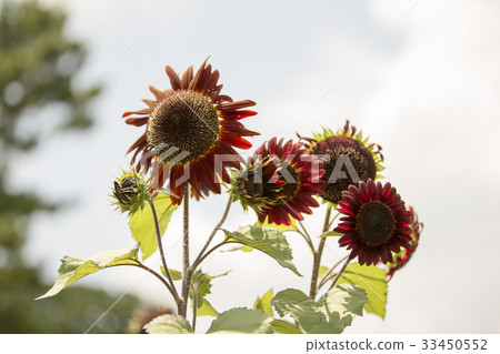 Sunflower blooming in sunflower field of Osaka Expo Memorial Park 33450552