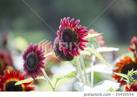 Sunflower blooming in sunflower field of Osaka Expo Memorial Park 33450554