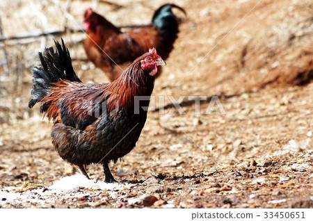 雞 雞 33450651