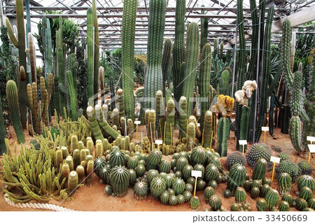 Cactus, Cactus Research Institute, Ilsan, Goyang-si, Gyeonggi-do Cactus, Cactus Research Institute, Ilsan, Goyang-si, Gyeonggi-do 33450669