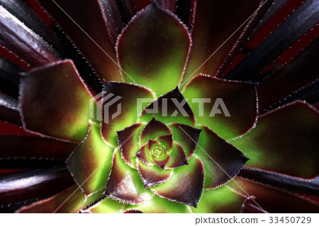 Cactus Cactus 33450729