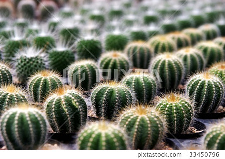 Cactus 33450796