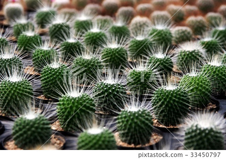 Cactus 33450797