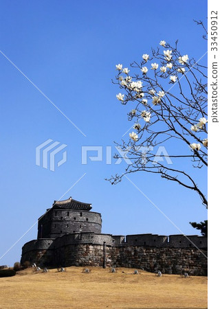 Magnolia,Tohoku Eonshin,Suwon Hwaseong,水原,京畿道 Magnolia,Tohoku Eonshin,Suwon Hwaseong,水原,京畿道 33450912