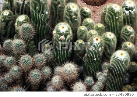Cactus Cactus 33450950