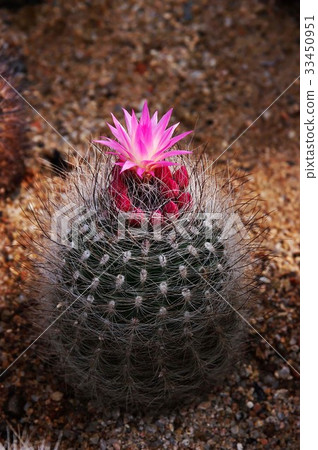 Flowers, cactus Flowers, cactus 33450951