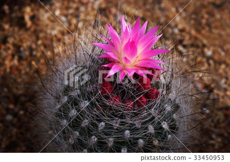 Flowers, cactus 33450953