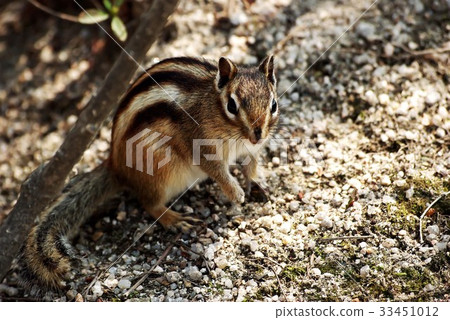 squirrel 33451012