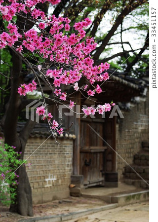 首爾鐘路區昌德宮永陽寺梅花 33451157