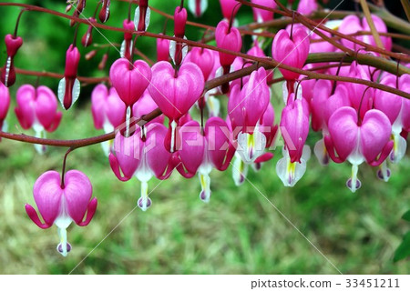 心臟出血 33451211