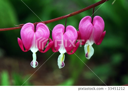 心臟出血 33451212