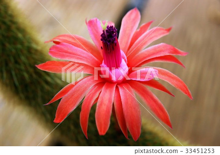 鮮花,仙人掌 鮮花,仙人掌 33451253