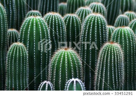 Cactus 33451291