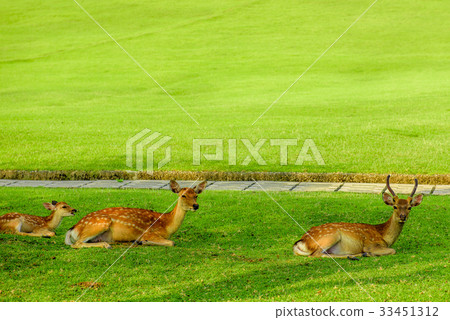 Deer of Mt. Wakakusa Deer of Mt. Wakakusa 33451312