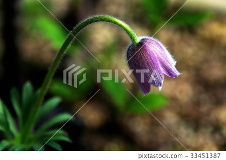 pasqueflower pasqueflower 33451387