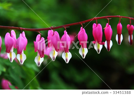 bleeding heart 33451388