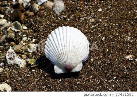 scallop scallop 33451595