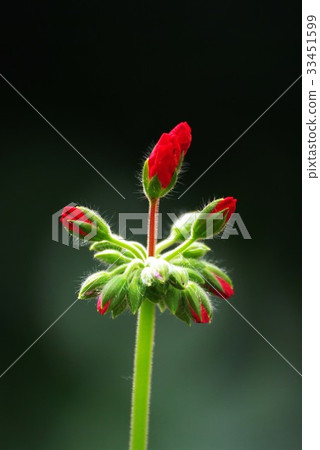 芽,天竺葵 芽,天竺葵 33451599