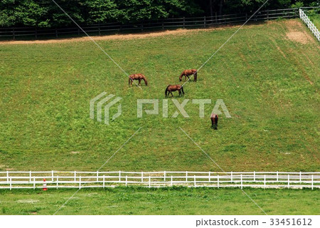 Horse, stallion ranch, raw sugar, Goyang city, Gyeonggi-do Horse, stallion ranch, raw sugar, Goyang city, Gyeonggi-do 33451612