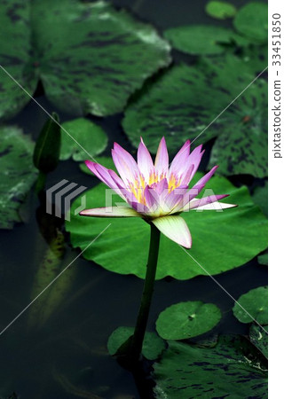 training training 33451850