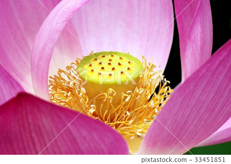 Lotus Lotus 33451851