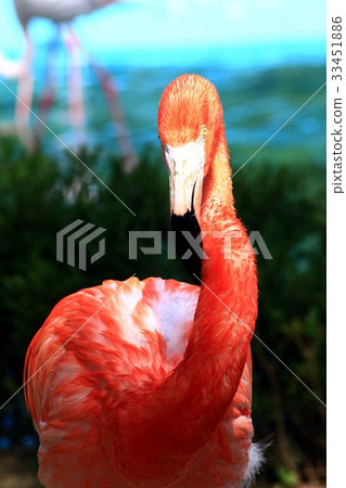 Flamingo 33451886
