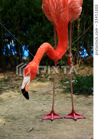 Flamingo 33451888