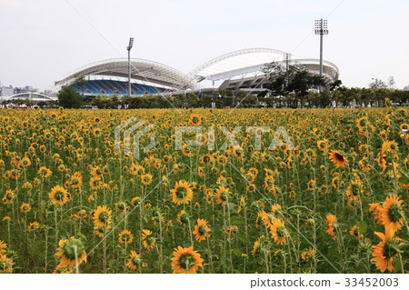 向日葵和體育場，安山市，京畿道 33452003