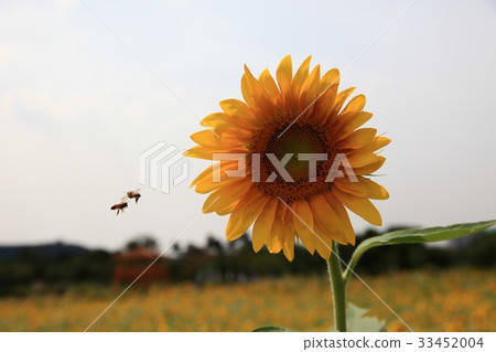 Sunflower, bee 33452004